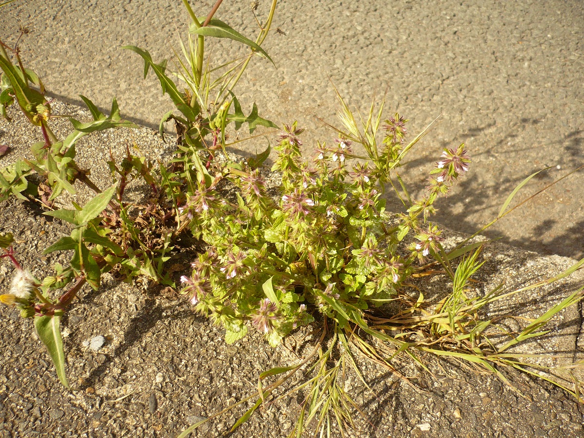Stachys arvensis (Lamiaceae)